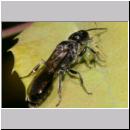 Pemphredon sp Grabwespe 08 9mm mit Blattlaus.jpg